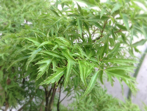 Bán Cao dược liệu: Cao đinh lăng, bột dây thìa canh, bột gừng…