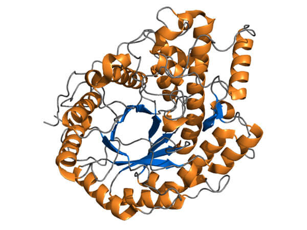 Bán enzym: Amylase, protease, trypsin, papain, bromelain,maltase, pepsin