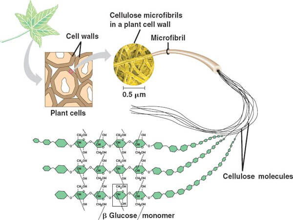 Bán enzym: maltase, lipase, cellulose, lumbrokinase.
