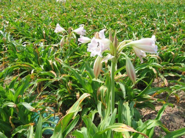 Bán cao dược liệu đạt tiêu chuẩn VietGAP