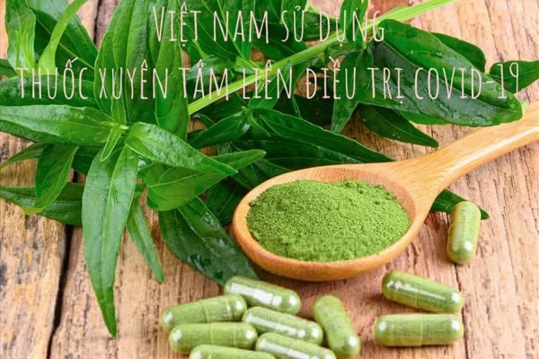 Bán Cao dược liệu Xuyên tâm liên (điều trị Covid 19)