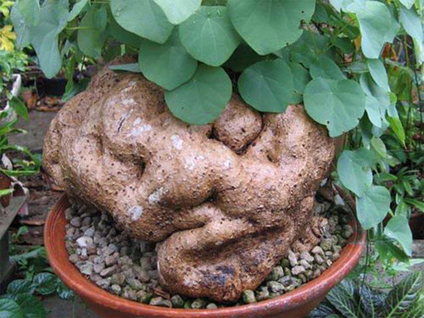 Bán cao khô Bình vôi có tác dụng điều trị chứng mất ngủ