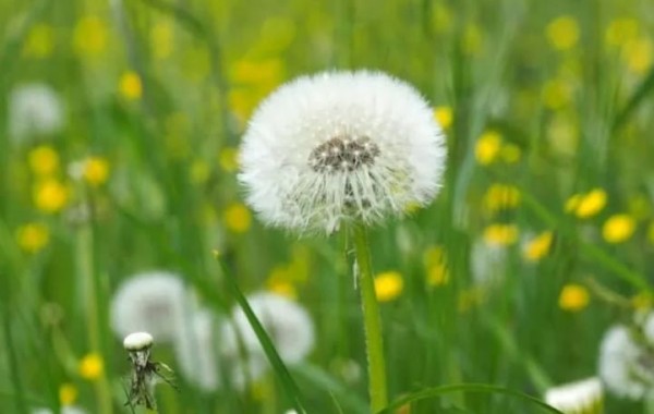 Bán cao khô Bồ công anh điều trị sưng vú, tắc sữa