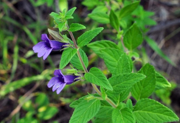 Bán cao khô Nhân trần giúp thanh nhiệt giải độc 