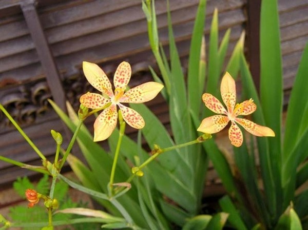 Bán cao khô Xạ can đạt tiêu chuẩn VietGAP