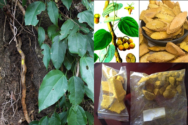 Bột Berberin tự nhiên 60%-98% Cho thủy sản