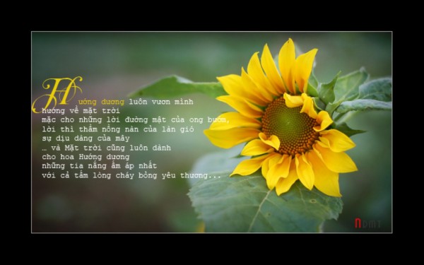 Cần Tuyển Nhân Viên Bán Thuốc Tây