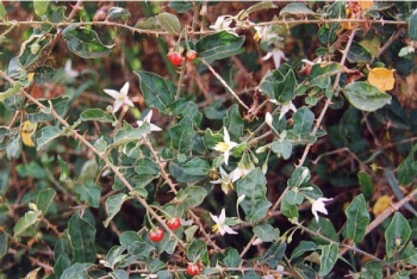 Cao khô dược liệu đạt tiêu chuẩn VietGAP 