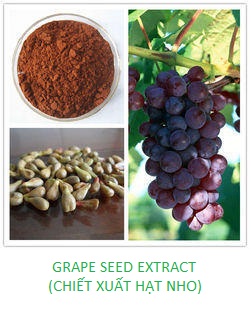 Cao khô hạt nho-Grape seed Extract