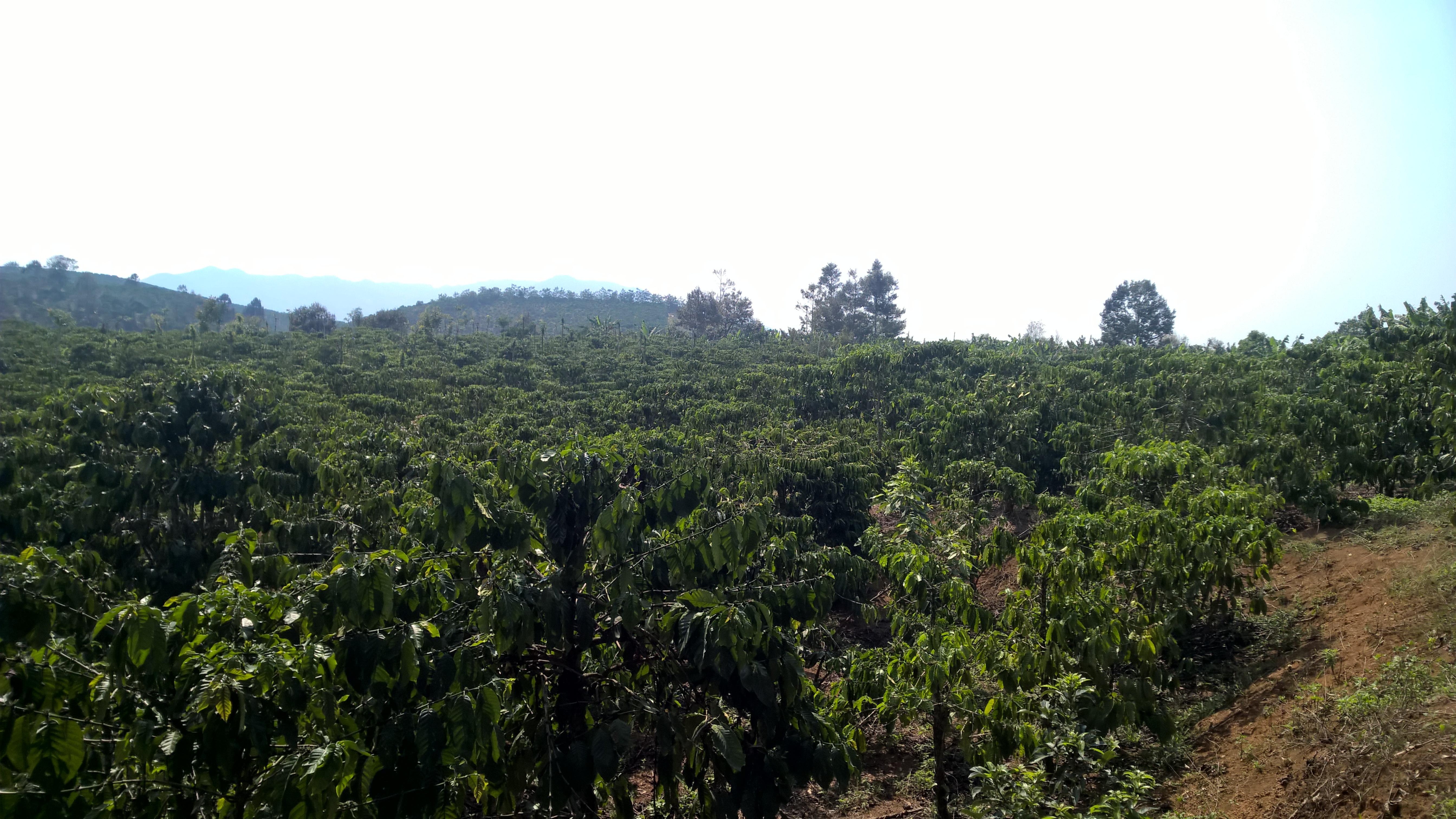 Cho thuê bằng Dược trung và CC hành nghề. ĐT: 0938244467