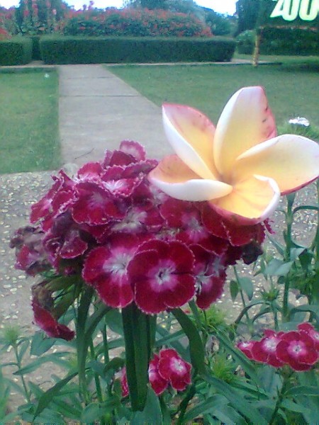 Cho thuê CCHN 3 năm 0983645829 (HCM-Bình Dương-Biên Hòa)