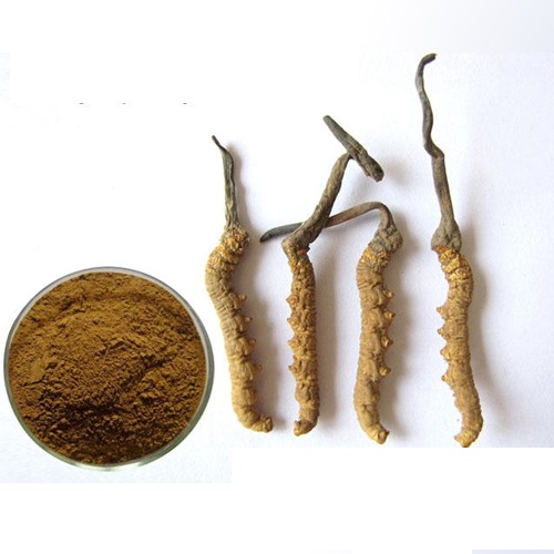 Cordyscep Extract