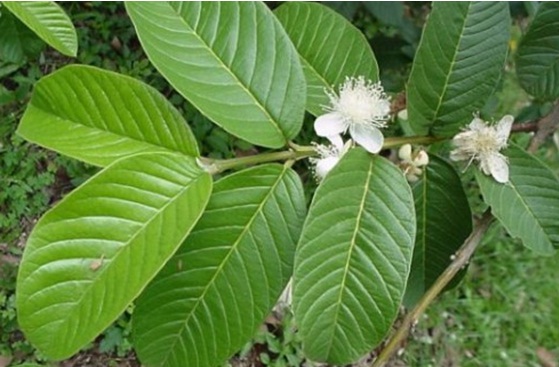 Cung cấp cao khô Lá ổi (phun sương, tan hoàn toàn)