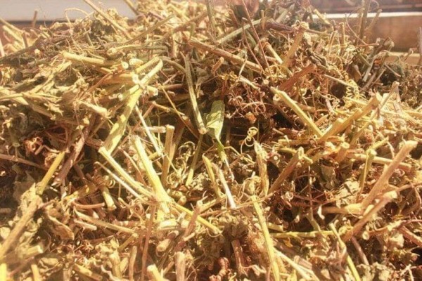 Cung cấp cao khô Lạc tiên giúp an thần, ngủ ngon