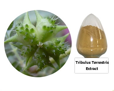 Cung cấp nguyên liệu cao khô