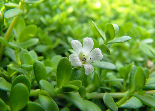 Cung cấp nguyên liệu cao khô biển súc