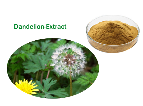 Cung cấp nguyên liệu cao khô bồ công anh