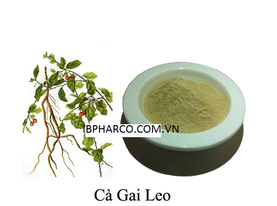 CUng cấp nguyên liệu cao khô cà gai leo