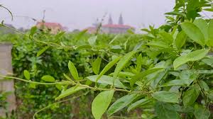 Cung cấp nguyên liệu cao khô dây thìa canh