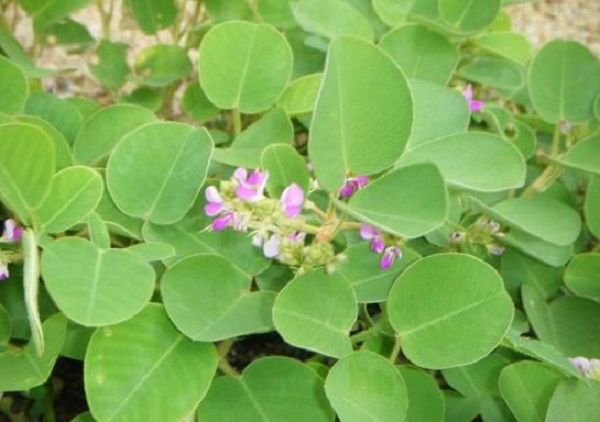 Cung cấp nguyên liệu cao khô kim tiền thảo