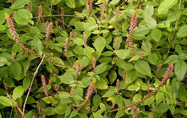 Cung cấp nguyên liệu cao khô ngưu tất