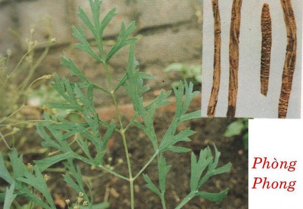 Cung cấp nguyên liệu cao khô phòng phong