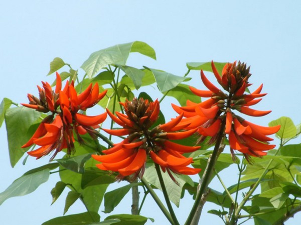 Cung cấp nguyên liệu cao khô vông nem