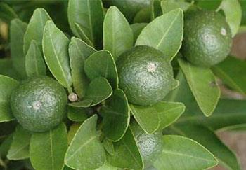 Cung cấp nguyên liệu chiết xuất Cam đắng