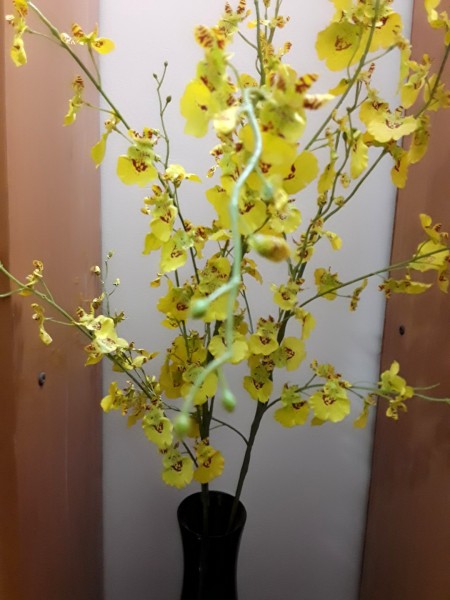 Dược sĩ có CCHN cần hợp tác mở nhà thuốc