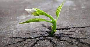 Dược sĩ đại học