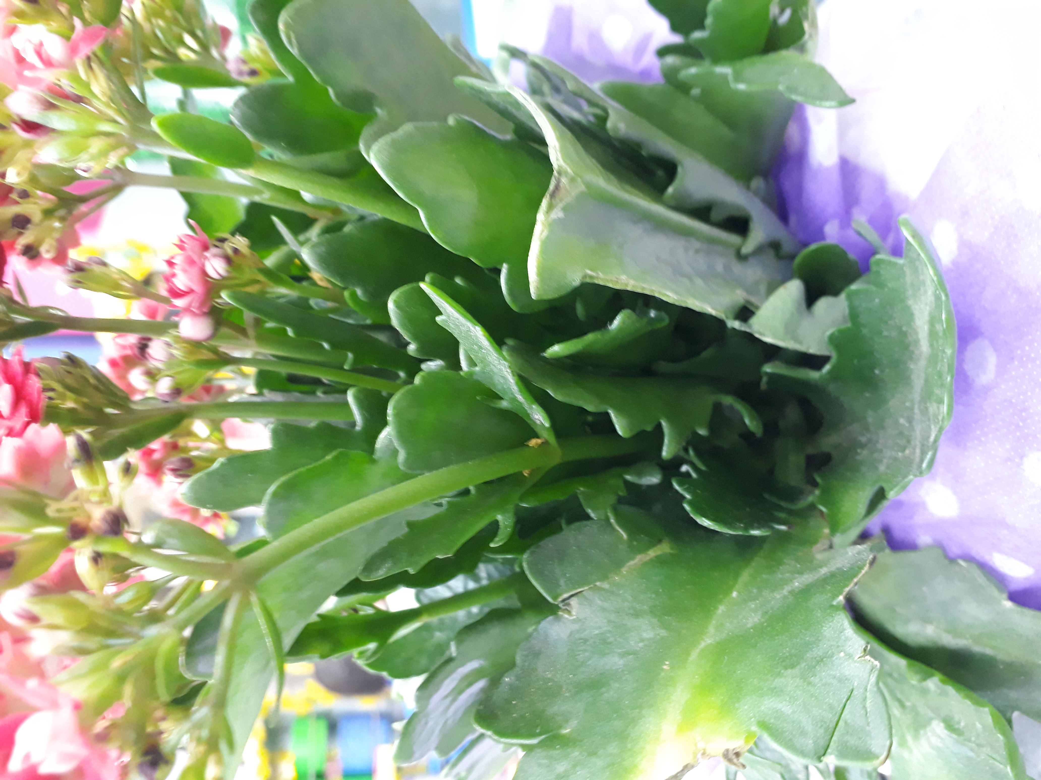 Dược sỹ có CCHN Thủ Đức