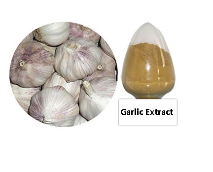 Garlic Extract