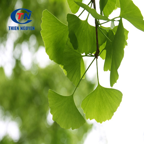 GINKGO BILOBA - CHIẾT XUẤT BẠCH QUẢ