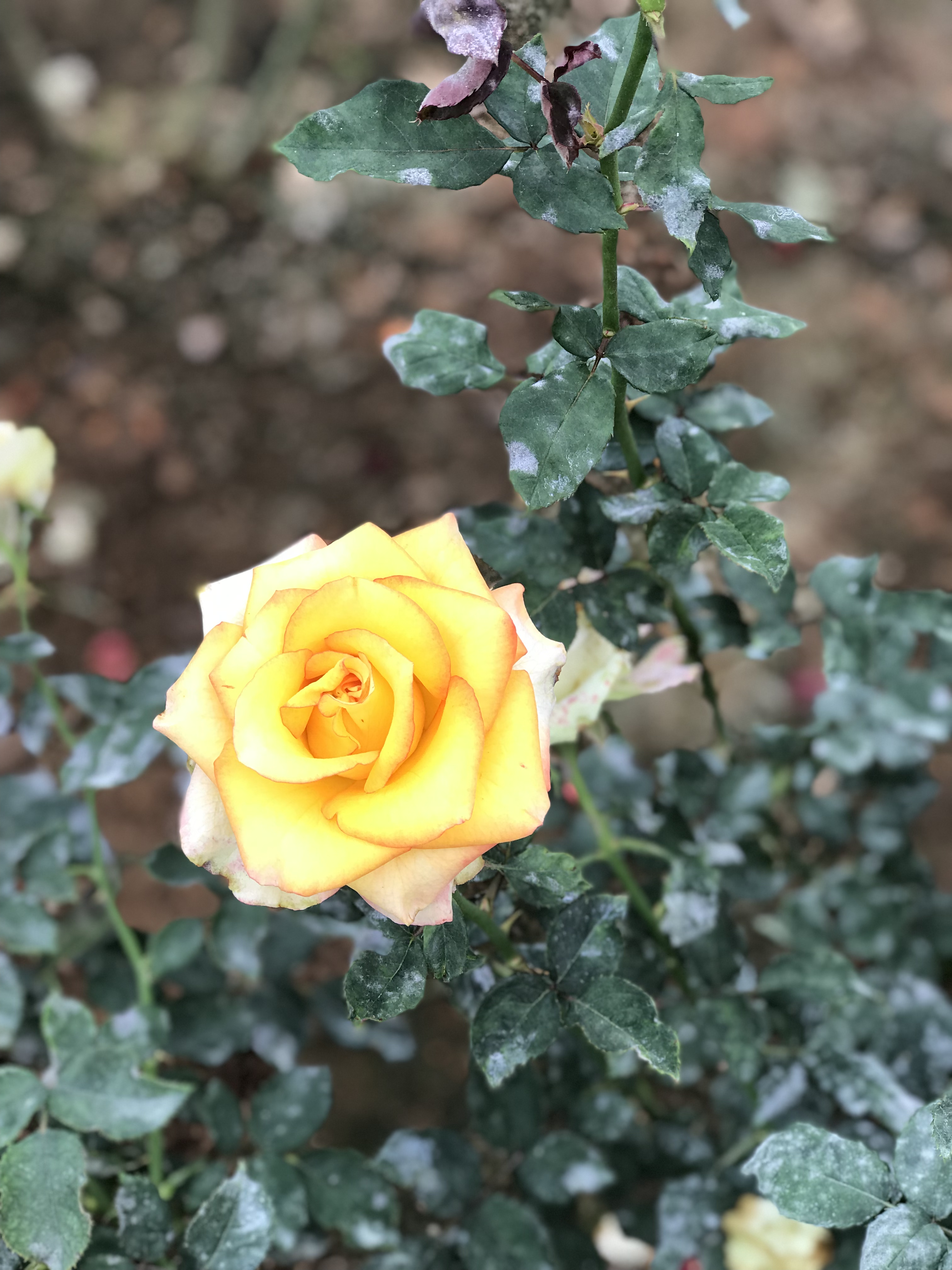 Hệ thống Nhà Thuốc Minh Khang Quận 2 tuyển nhân viên 