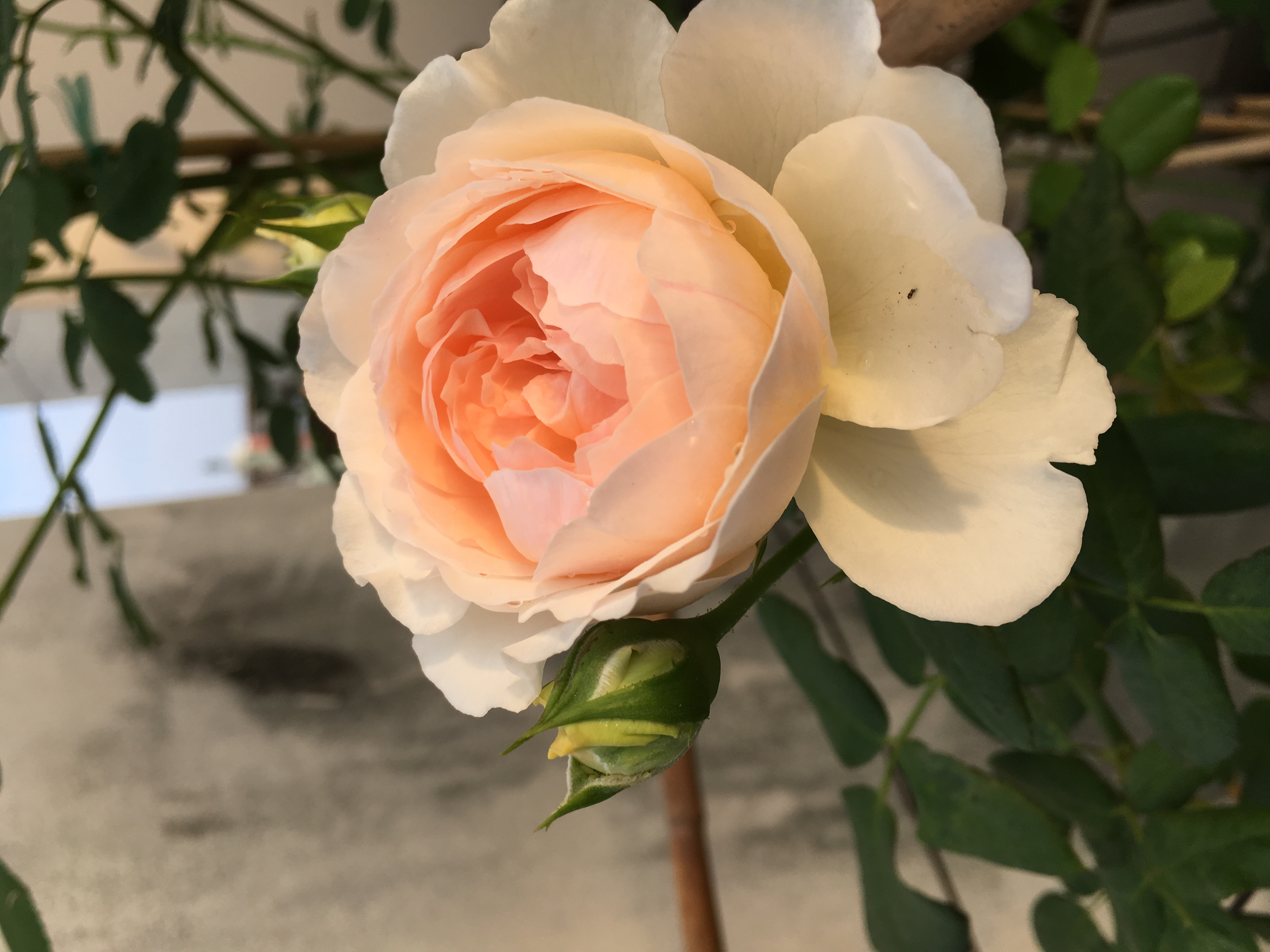 Hợp tác chứng chỉ hành nghề Bác sĩ