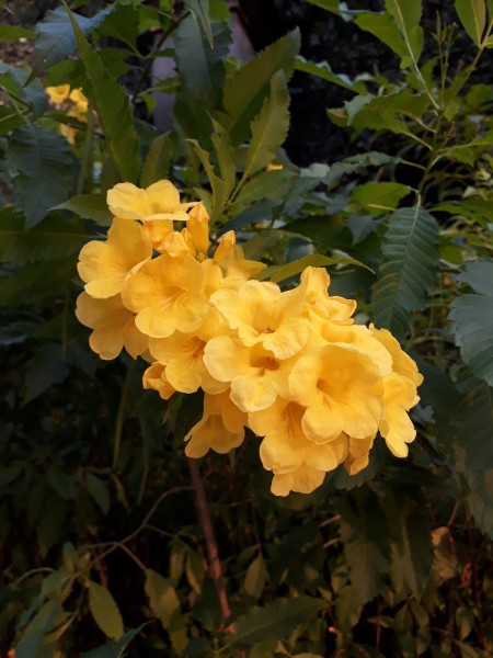 HỢP TÁC ĐỨNG TÊN PXN LÂU DÀI