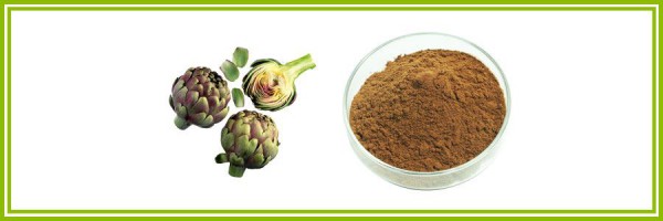 IBP cung cấp cao khô atiso