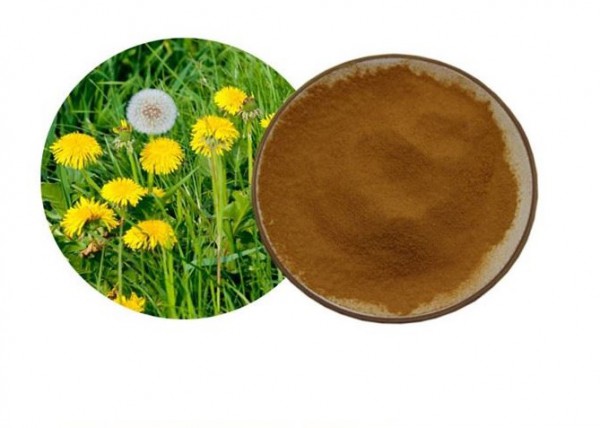 IBP cung cấp cao khô bồ công anh