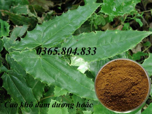 IBP cung cấp cao khô dâm dương hoắc