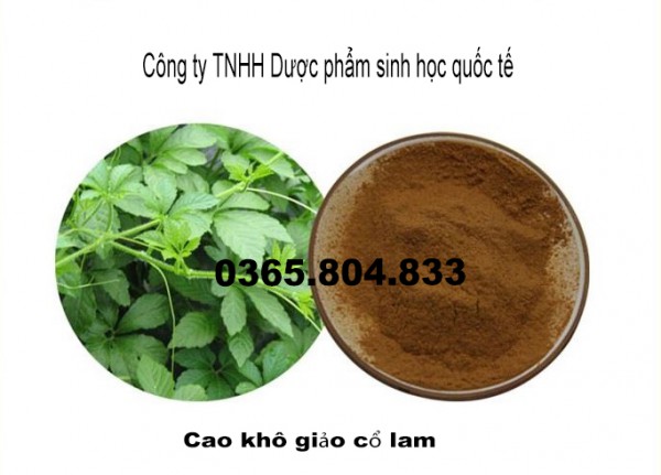 IBP cung cấp cao khô giảo cổ lam
