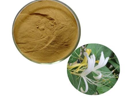 IBP cung cấp cao khô kim ngân hoa