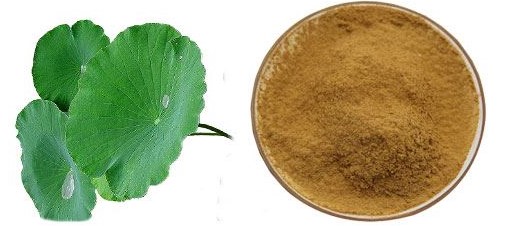 IBP cung cấp cao khô lá sen