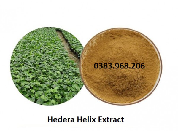 IBP cung cấp cao khô lá thường xuân