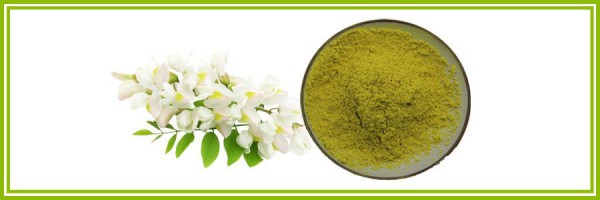 IBP cung cấp chiết xuất quercetine