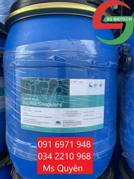 Men đường ruột đơn dòng Bacillus Coagulans Ấn Độ