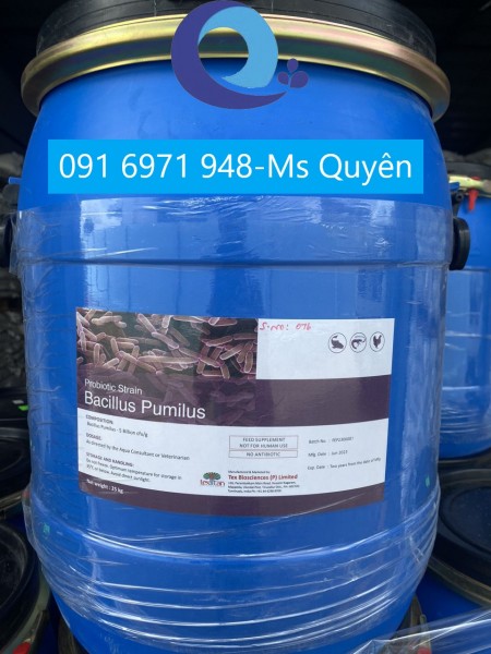Men vi sinh đơn dòng Bacillus Pumilus chất lượng từ Ấn Độ