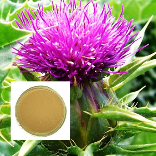 Mill thistle Extract