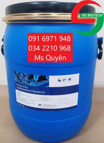 Mua bán sỉ men đường ruột vật nuôi LACTOBACILLUS PLANTARUM