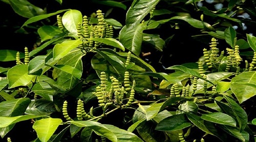 Nguyên liệu cao khô