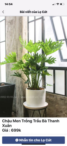 Sang nhà thuốc Quận Bình Thạnh